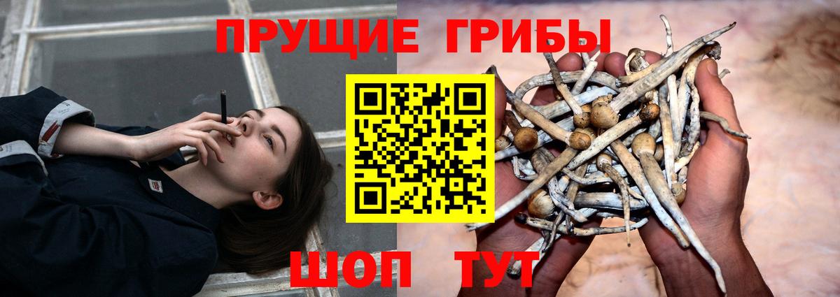 Галлюциногенные грибы Cubensis  Вход с VPN  Галлюциногенные грибы Psilocybine cubensis  Кохма 